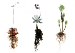 Your company "soil" supports the plants you choose.